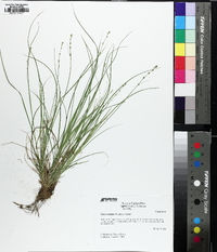 Carex radiata image