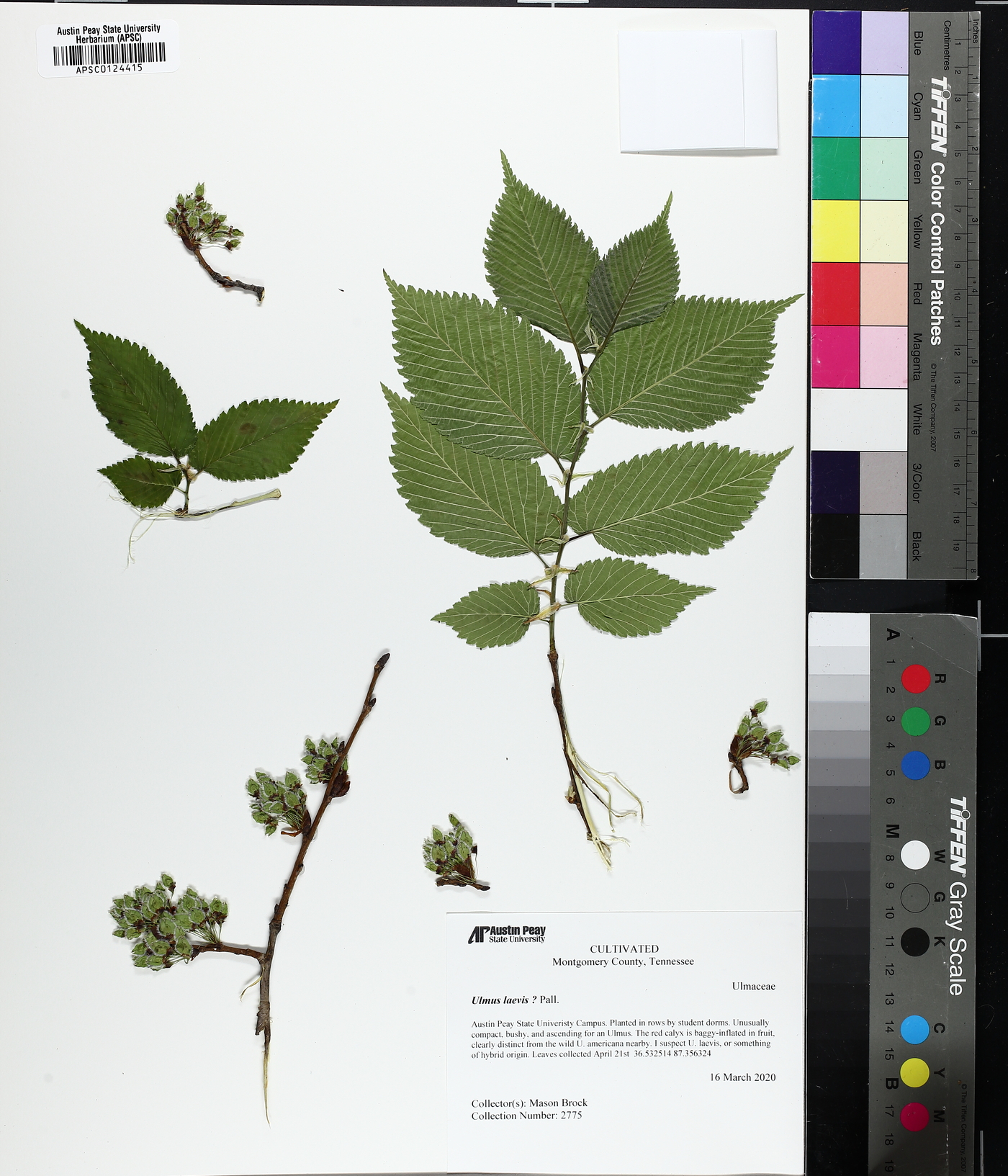 Ulmus laevis image