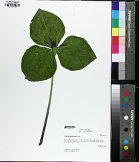 Trillium stamineum image