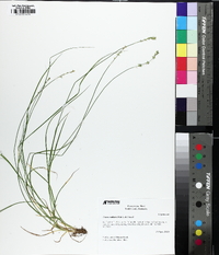 Carex radiata image