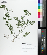 Chaerophyllum procumbens image