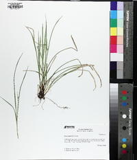 Carex jamesii image