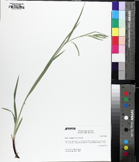 Carex oxylepis image