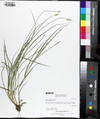 Carex leavenworthii image