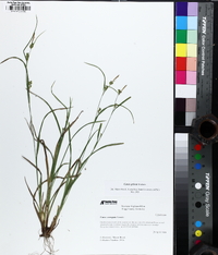 Carex grisea image