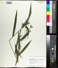 Chasmanthium latifolium image