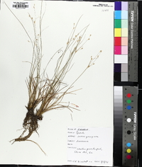 Juncus georgianus image