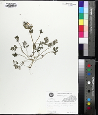 Corydalis flavula image