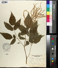 Aruncus dioicus image