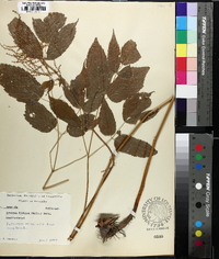 Aruncus dioicus image