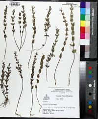 Scutellaria parvula image