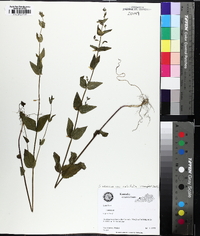 Scutellaria nervosa image