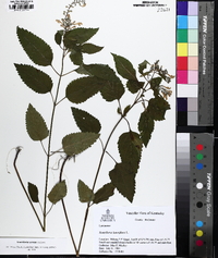 Scutellaria serrata image