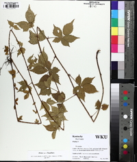 Rubus flagellaris image