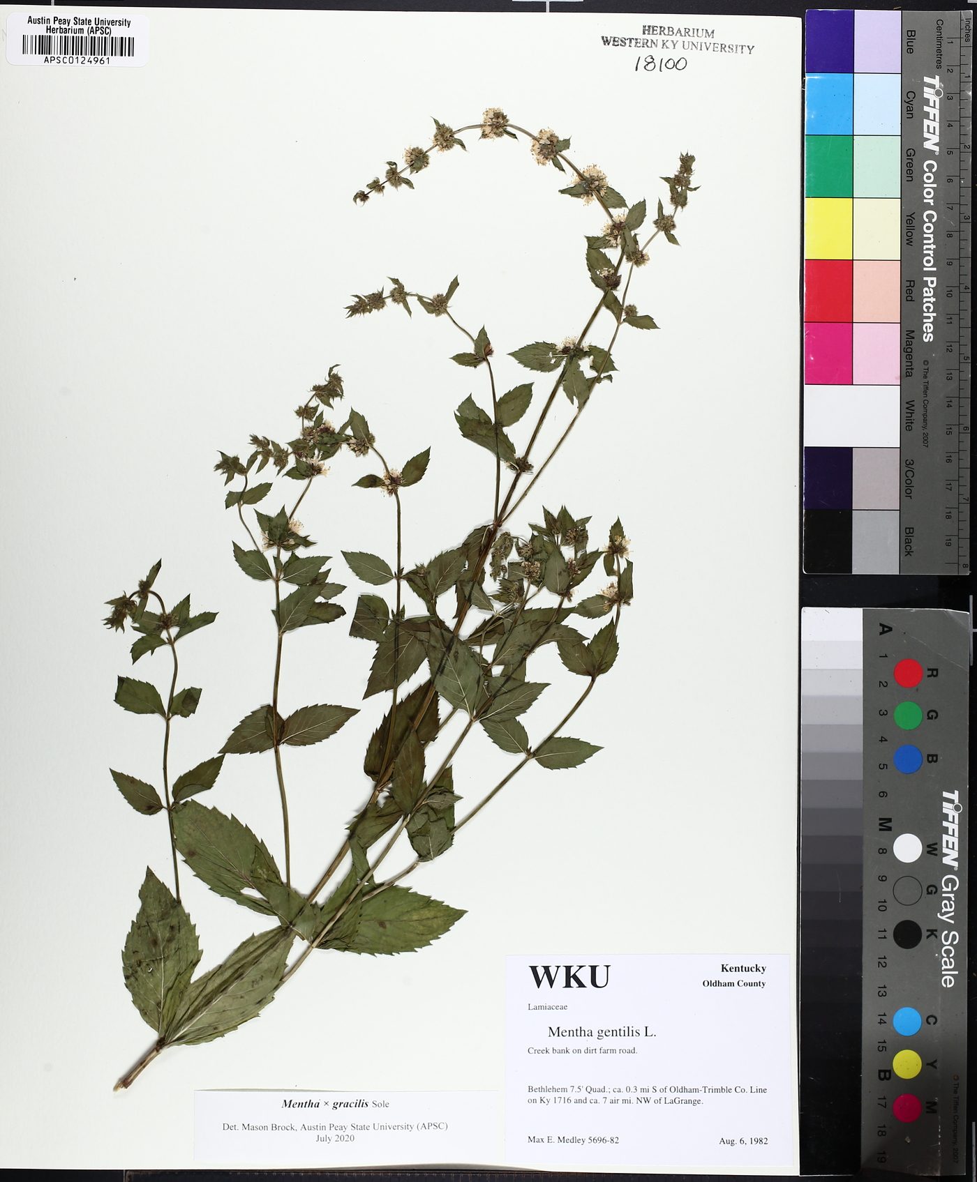 Mentha × gracilis image