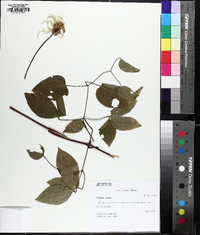 Clematis viorna image