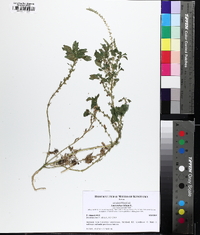 Amaranthus blitum image