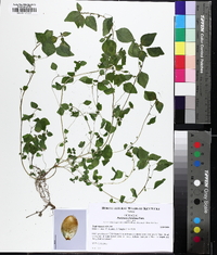 Parietaria floridana image