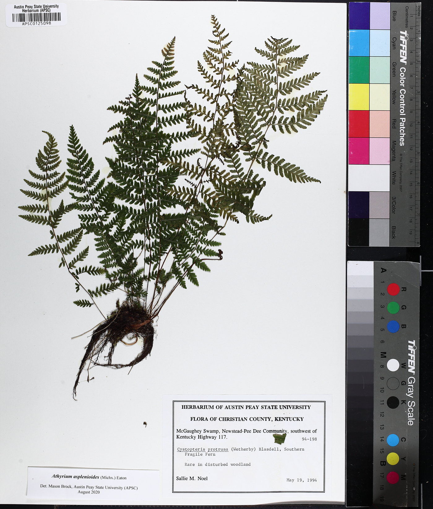 Athyrium asplenoides image