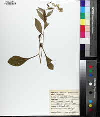 Solidago erecta image