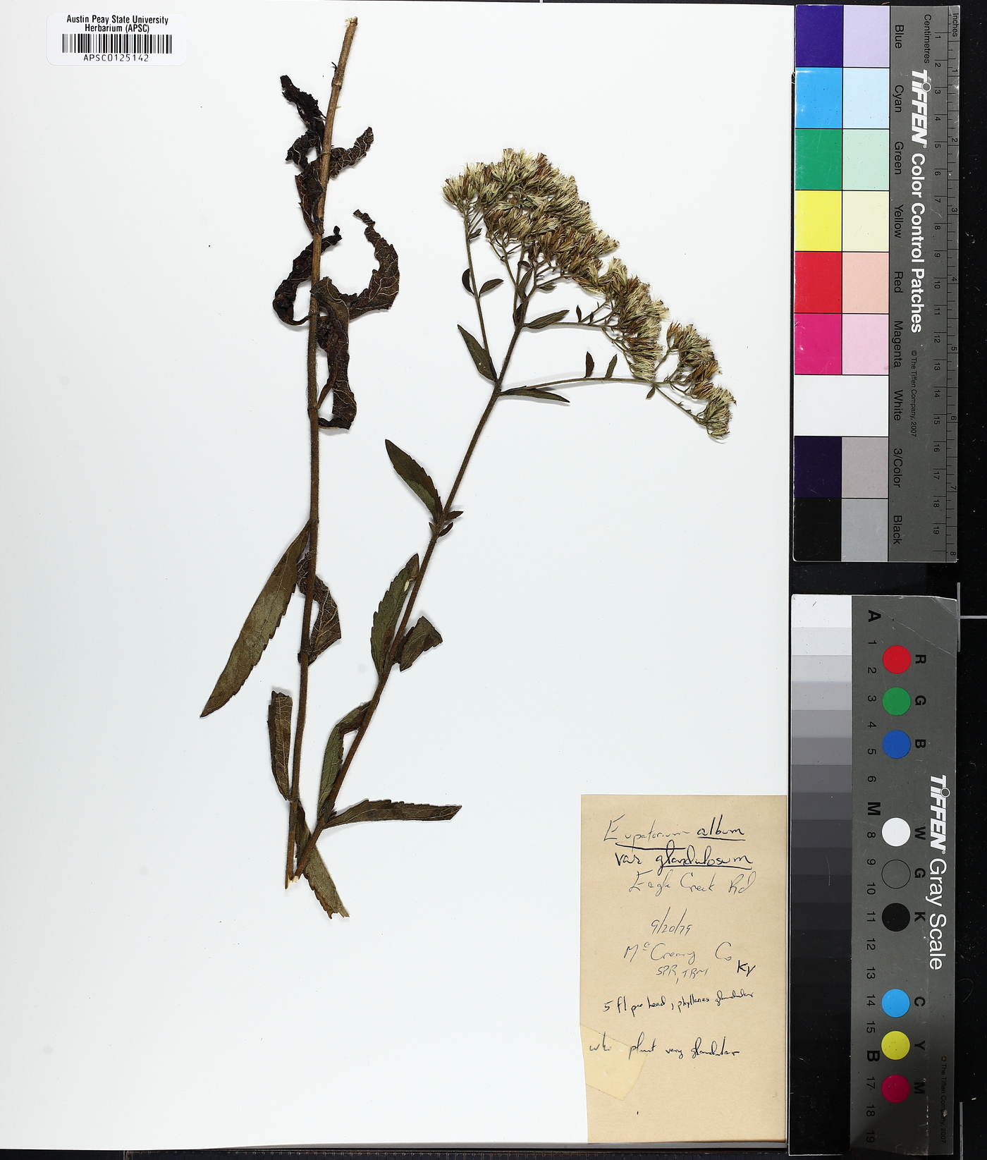 Eupatorium album image