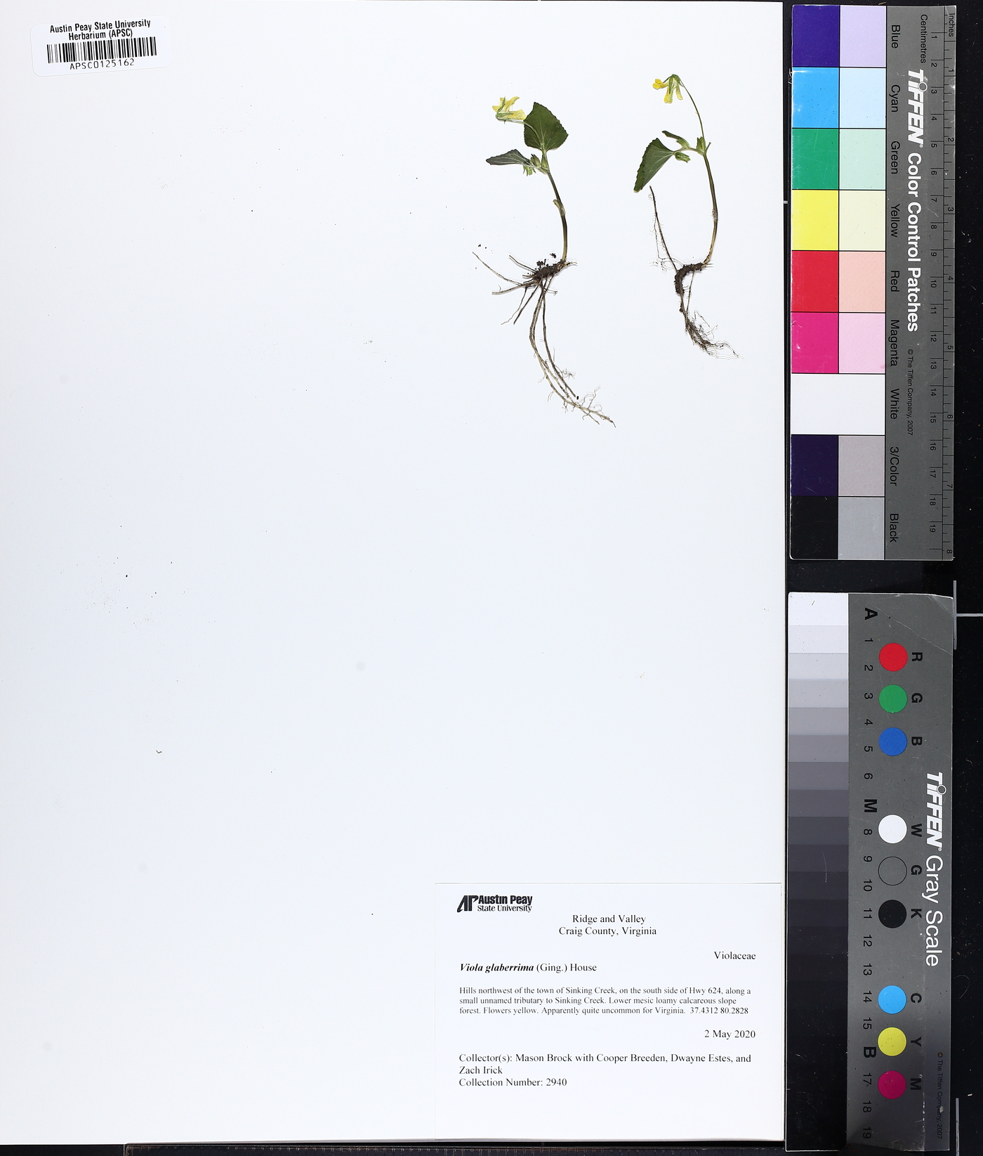 Viola glaberrima image