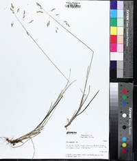 Poa cuspidata image