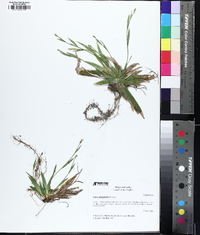 Carex platyphylla image