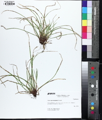 Carex nigromarginata image