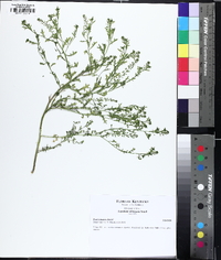 Lepidium oblongum image