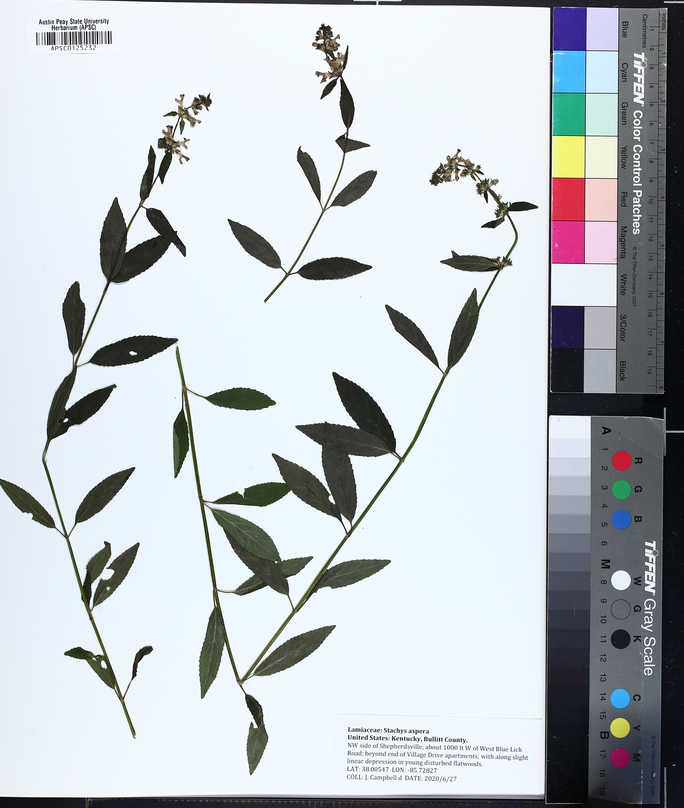 Stachys aspera image