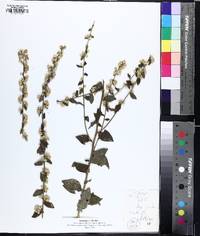 Solidago bicolor image