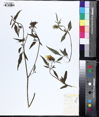 Bidens polylepis image