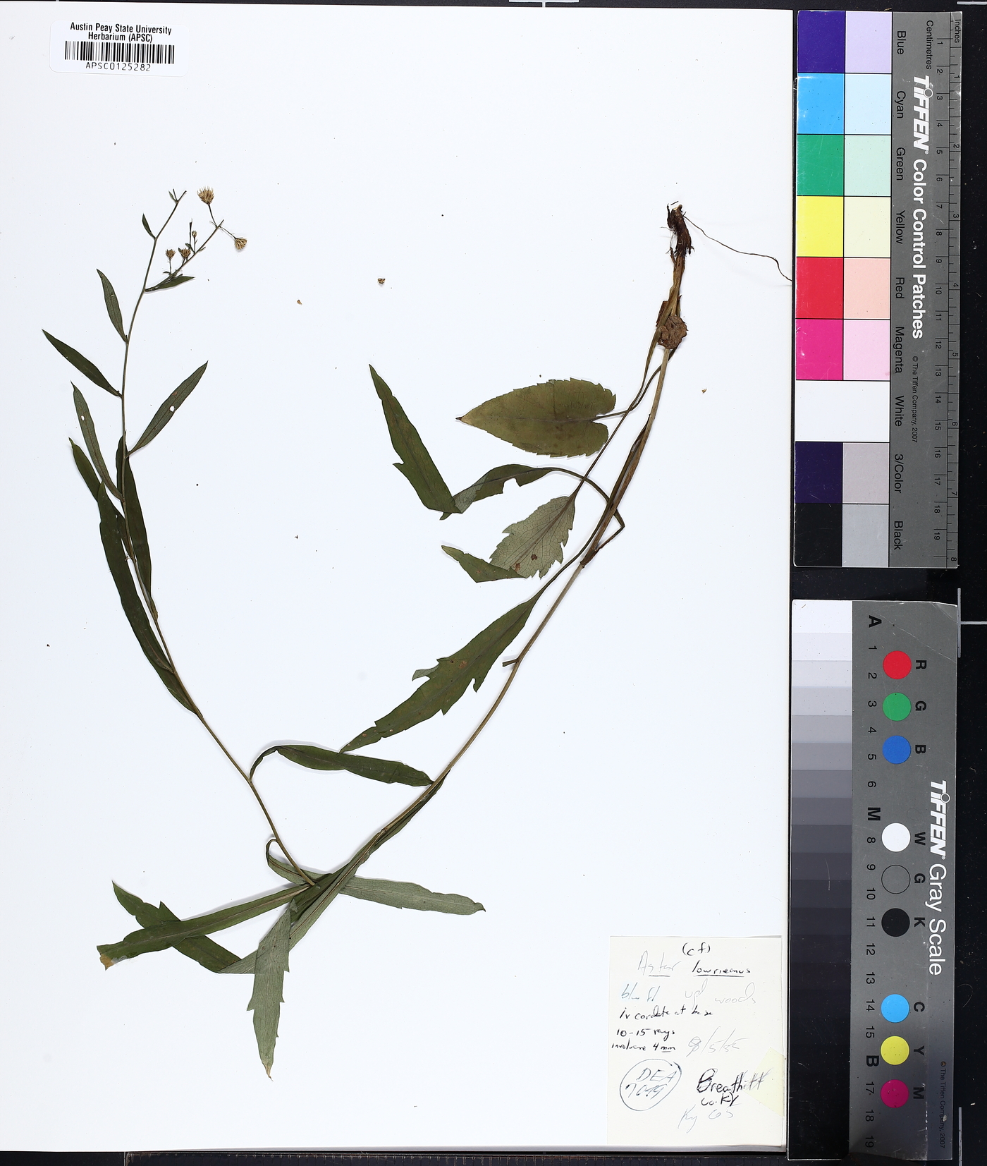 Symphyotrichum lowrieanum image