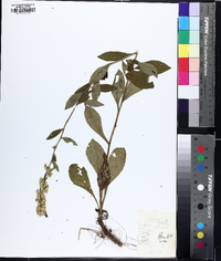 Solidago erecta image