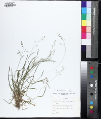 Poa autumnalis image