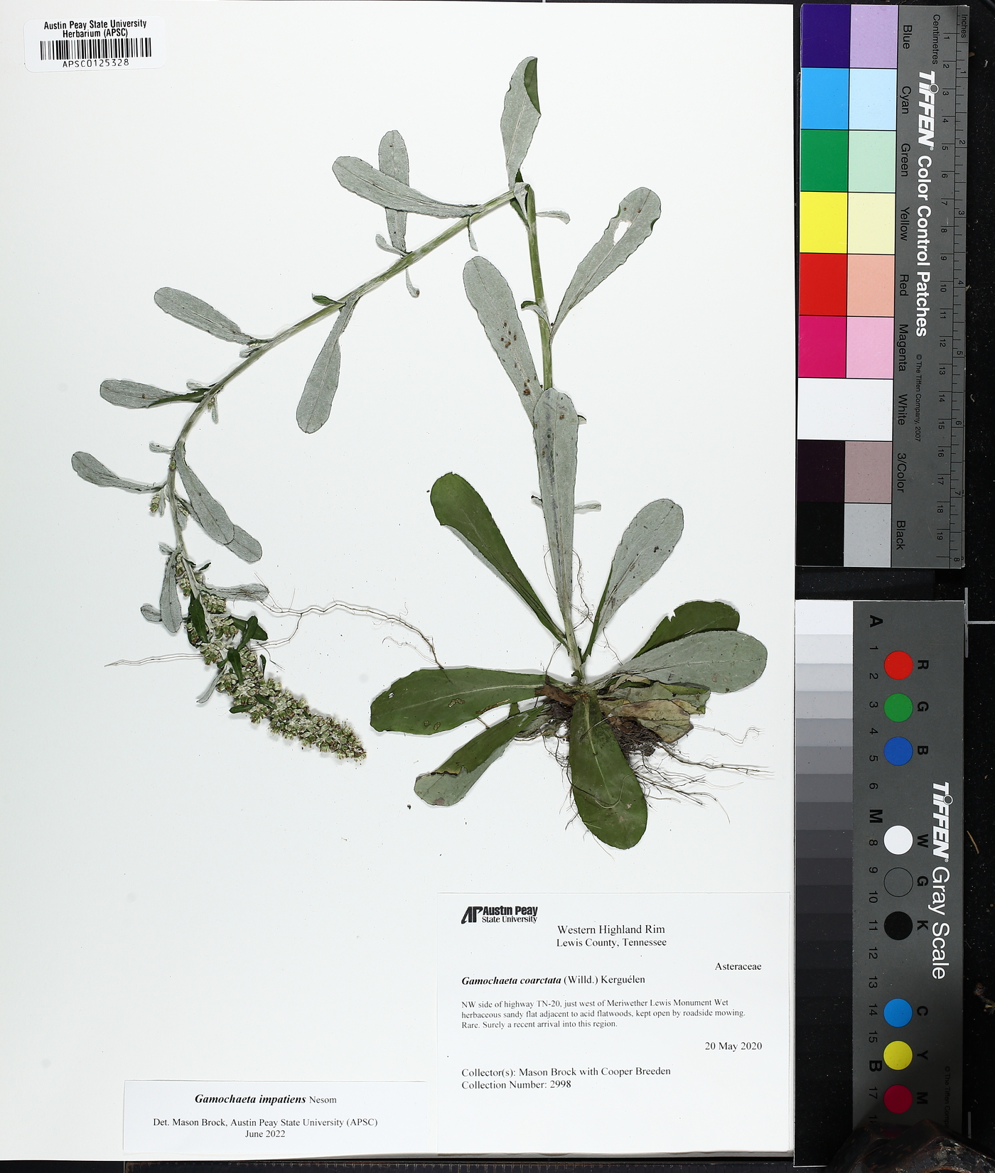 Gamochaeta impatiens image