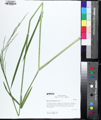 Glyceria septentrionalis image