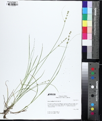 Carex radiata image