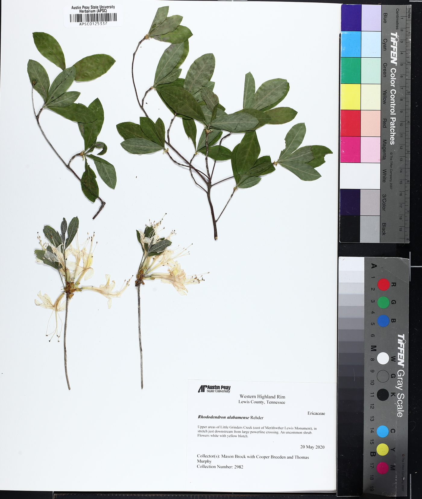 Rhododendron alabamense image