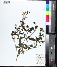 Bidens vulgata image