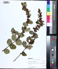 Symphoricarpos orbiculatus image