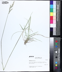 Danthonia sericea image