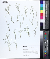 Arenaria serpyllifolia image