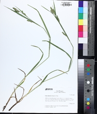 Carex davisii image