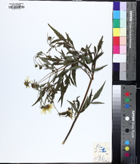 Bidens trichosperma image