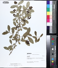 Ligustrum obtusifolium image