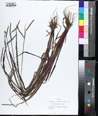 Paspalum boscianum image