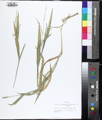 Urochloa plantaginea image