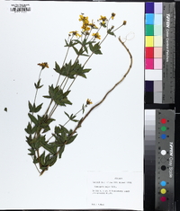 Coreopsis major image